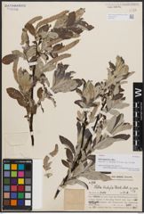 Salix bistyla Hand.-Mazz.